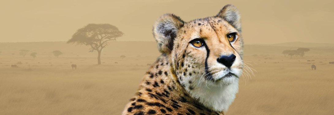 Safari Arktida