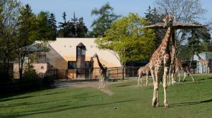 Zimoviště africké zvěře, pavilon žiraf a terária