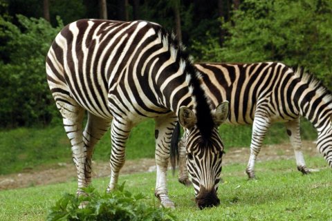 Zebra Chapmanova