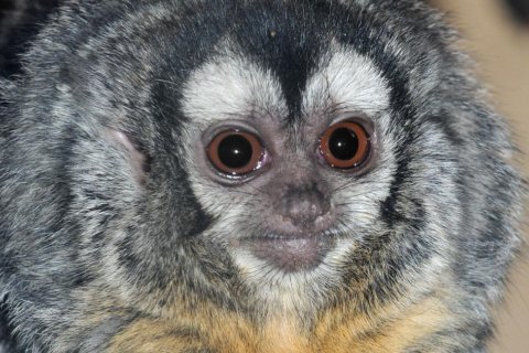 Mirikina bolívijská