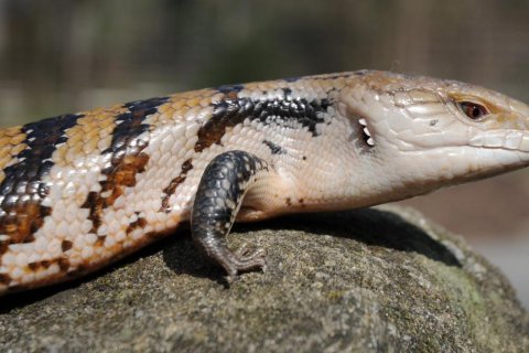 Tilikva obrovská