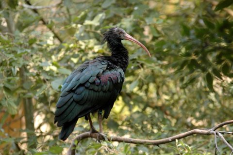 Ibis skalní
