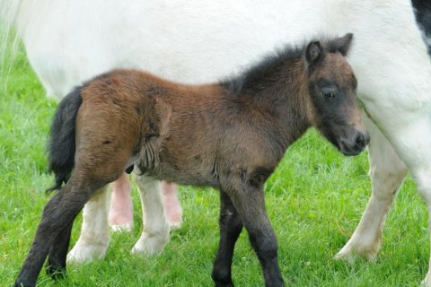 Pony shetlandský