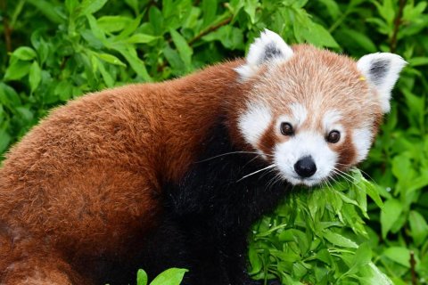 Panda červená