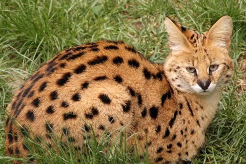 Serval stepní