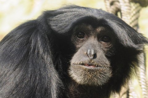 Siamang
