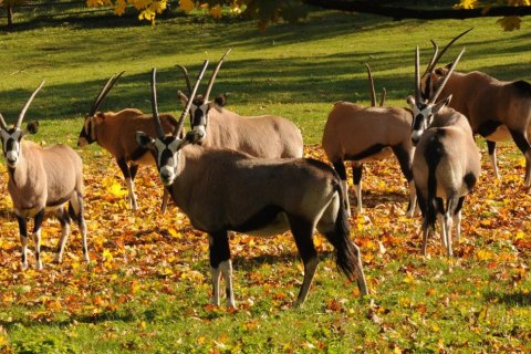 Oryx jihoafrický
