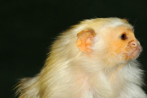 Kosman stříbřitý