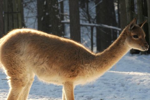 Lama vikuňa