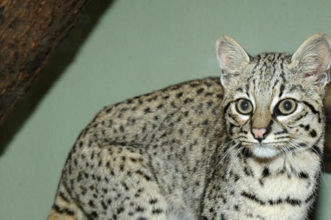 Ocelot slaništní