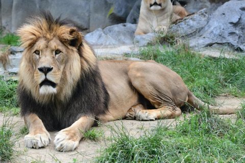 ŠIMON, SAMEC LVA BERBERSKÉHO, JE ZPÁTKY V ZOO 
