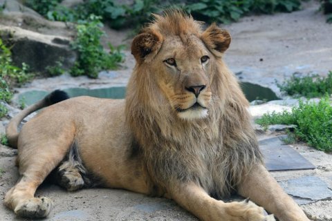 DO ZOO OLOMOUC SE CHYSTÁ LVICE