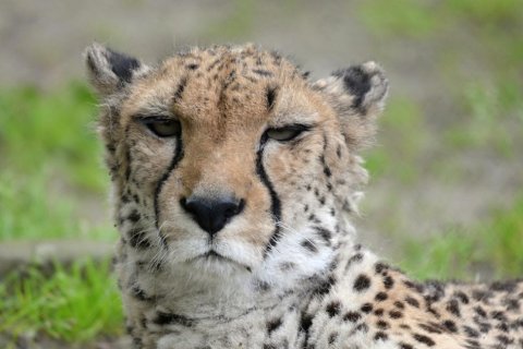 OLOMOUCKÁ ZOO SE LOUČÍ SE SAMCEM GEPARDA ŠTÍHLÉHO DUMOU