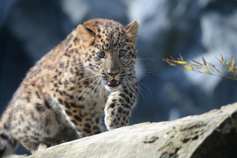JAK MOHU PŘISPĚT ZOO?