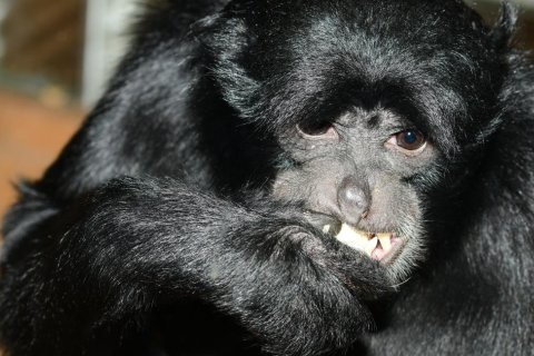 OLOMOUCKÁ ZOO SE LOUČÍ S BENTEM, SAMCEM SIAMANGA