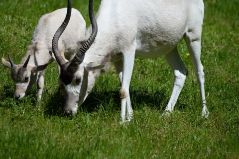 SEZNAMTE SE, VILÍK A LADĚNA, MLÁĎATA KRITICKY OHROŽENÝ ADAXŮ
