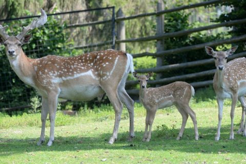 V ZOO OLOMOUC SE NARODILO MLÁDĚ DAŇKA!