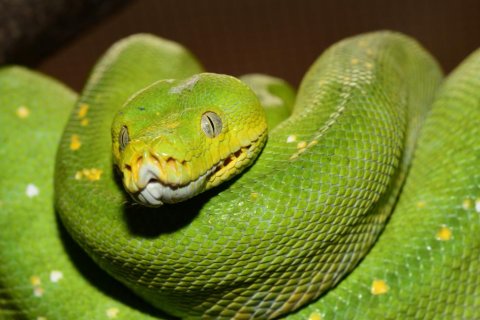 ZOO OLOMOUC OTEVÍRÁ NOVÁ TERÁRIA
