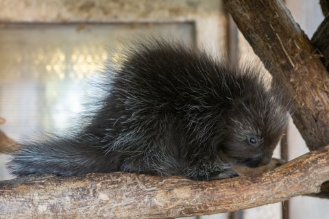 ZOO OLOMOUC MÁ MLÁDĚ URZONA