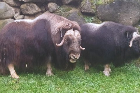 PŘIJEL STATNÝ ODIN, SAMEC PIŽMONĚ