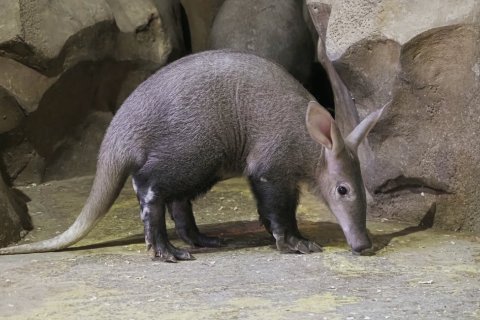 SAMICE HRABÁČE ODJELA Z OLOMOUCKÉ ZOO