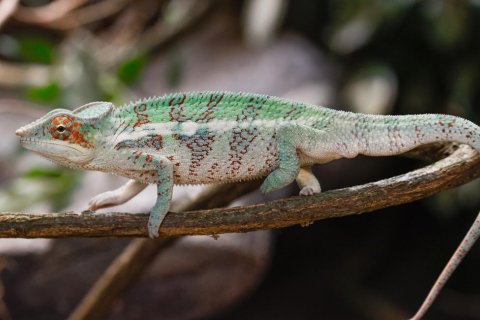 FURCIFER PARDALIS