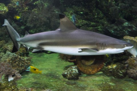 ZOO OLOMOUC SE LOUČÍ SE SAMICÍ ŽRALOKA.