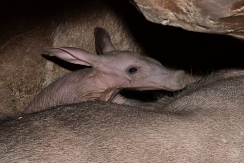 ZOO OLOMOUC ODCHOVALA HRABÁČE!!!