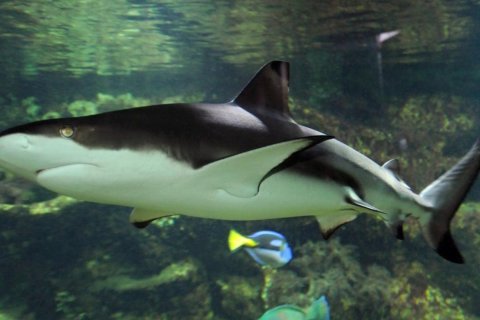 Z PONIČENÉ ZOO TORNÁDEM PŘICESTOVAL ŽRALOK ČERNOPLOUTVÝ!