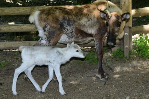 SOBI POLÁRNÍ PŘIVEDLI NA SVĚT 8 MLÁĎAT