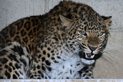 DO ZOO OLOMOUC PŘIJELI LEVHARTI ČÍNŠTÍ
