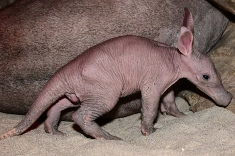 ZOO OLOMOUC MÁ MLÁDĚ HRABÁČE!!!