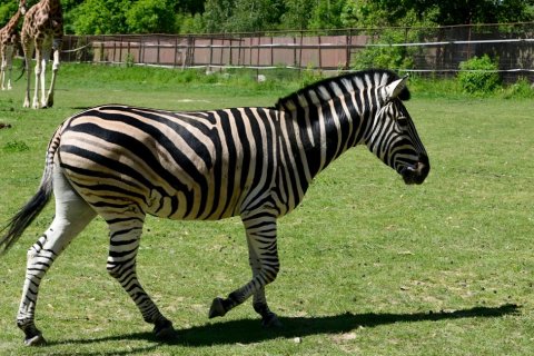 DO ZOO OLOMOUC PŘIJEL HŘEBEC ZEBRY CHAPMANOVY