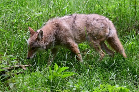 ZOO OLOMOUC MÁ JAKO JEDINÁ ZOO V ČR KOJOTY
