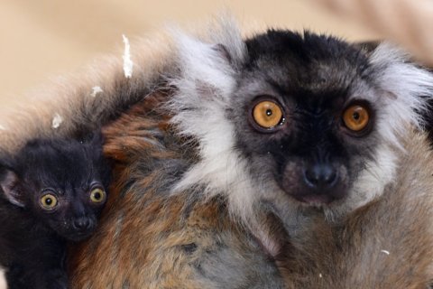 DVOJČATA U LEMURŮ TMAVÝCH