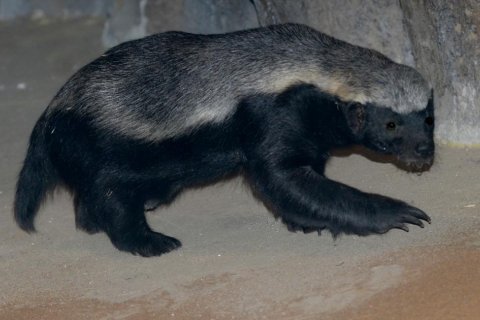 Medojedi na Kalahari