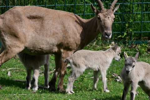 V ZOO OLOMOUC SE NARODILO 13 MLÁĎAT