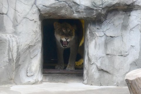 DO ZOO OLOMOUC PŘICESTOVALA LVICE