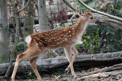 ZOO OLOMOUC POVEDE CELOSVĚTOVOU PLEMENNOU KNIHU.