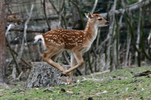 V ZOO SE ROZMNOŽIL SIKA VIETNAMSKÝ