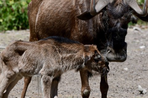 ZOO OLOMOUC ROZMNOŽILA SVÉ RODINNÉ STŘÍBRO