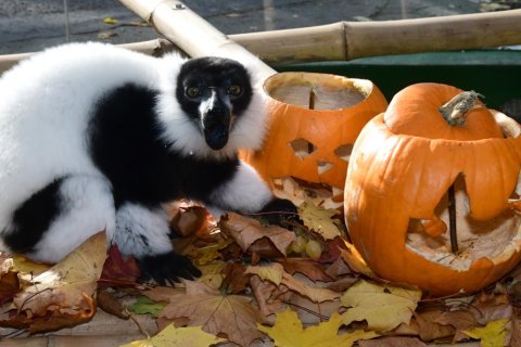 OSLAVY V PŘEDSTIHU – WORLD LEMUR DAY!