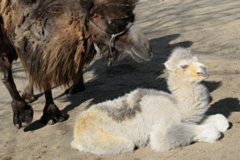 ZOO OLOMOUC SE PO TÉMĚŘ 20 LETECH RADUJE Z MLÁDĚTE VELBLOUDA