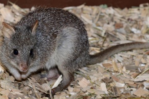 KLOKÁNEK RUDOHNĚDÝ, NOVÝ OBYVATEL ZOO