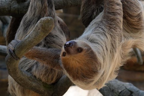 DO ZOO OLOMOUC PŘICESTOVAL LENOCHOD