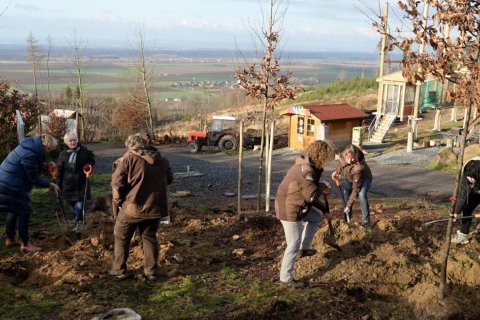 ZAMĚSTNANCI ZOO A POČASÍ ROZHODLI O DALŠÍCH STROMECH 