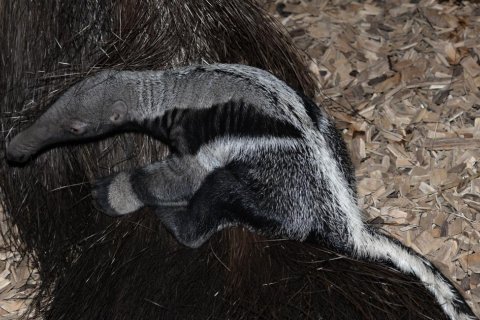 VÁNOČNÍ DÁREK U MRAVENEČNÍKŮ. ZOO MÁ 6. MLÁDĚ!