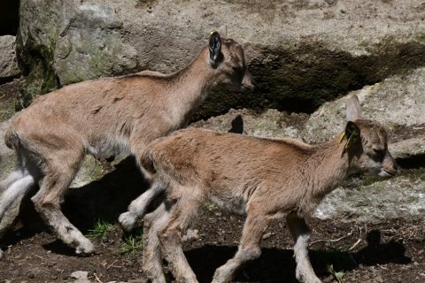 12 KŮZLAT U VZÁCNÉHO MARKHURA