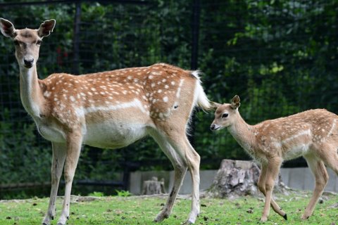 V zoo se narodili vzácní daňci