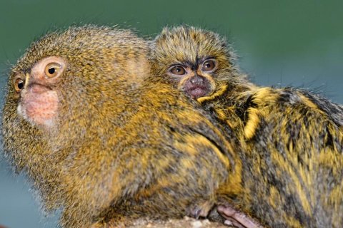 DVOJČATA U LEMURŮ BĚLOČELÝCH A KOSMANŮ ZAKRSLÝCH